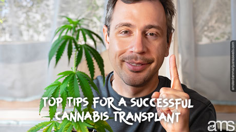 top tips for a successful cannabis transplant man gives advice on timing