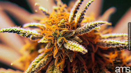 trichome color and clarity amber-colored trichomes of a cannabis plant