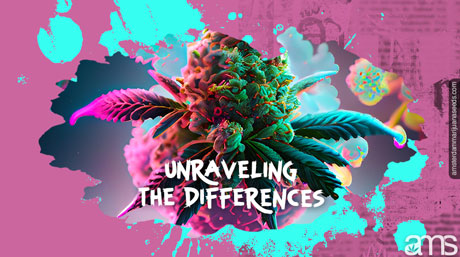 unraveling the differences a cannabis sativa bud covered