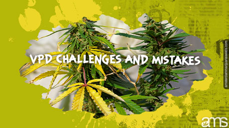 two marijuana plants