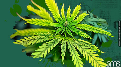 symptoms of high temperature weed plant showing symptoms of high temperature