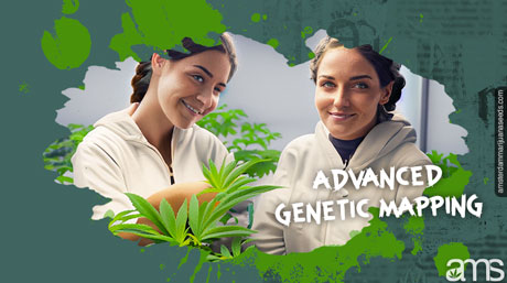 marijuana genetic mapping cannabis genetic mapping