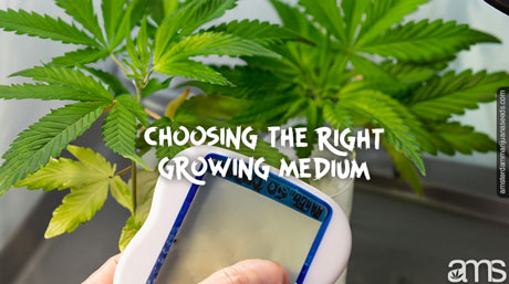 hand measures the ph of the plant