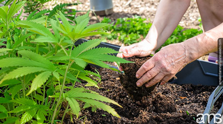 composting cannabis essential steps preparing soil outdoor cultivation compost