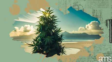 Sun-Kissed Cannabis Cyprus