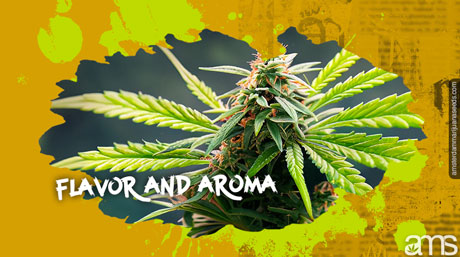 MOAB unique flavor profile