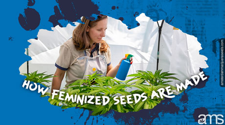 how feminized seeds how feminized seeds are made
