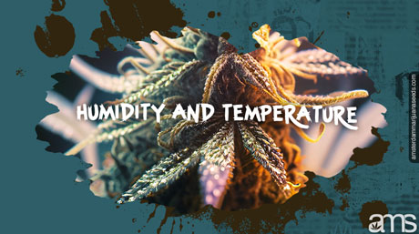 humidity and temperature humidity temperature weed