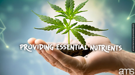 essential nutrients for seeds