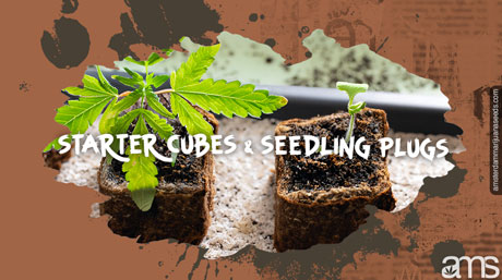 starter cubes and seedling plugs cannabis germination methods and techniques