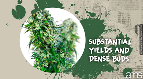substantial yields and dense buds top of big bud marijuana in bloom full of resin