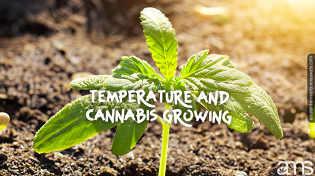 temperature and cannabis growing marijuana seedling warm temperature sun rays
