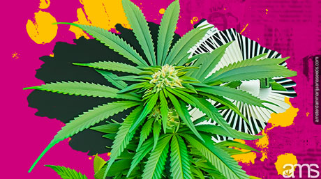 control plant temperature marijuana plant ventilated by a fan