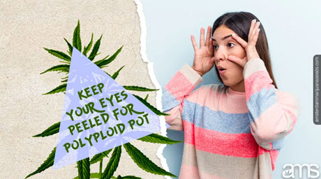 polyploidy polyploid pot revolution