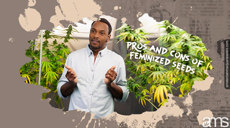 pros and cons feminized seeds pros and cons feminized seeds