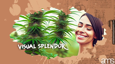 MOAB marijuana plant