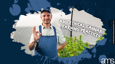 ethical farming cannabis ethical farming marijuana plants