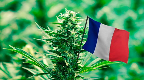 medicinal cannabis France 