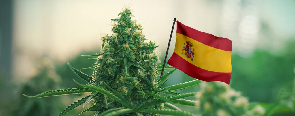 Medicinal Cannabis in Spanish Pharmacies