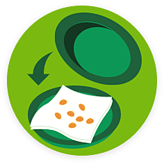 paper towel germination