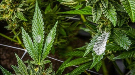 mold on marijuana plants