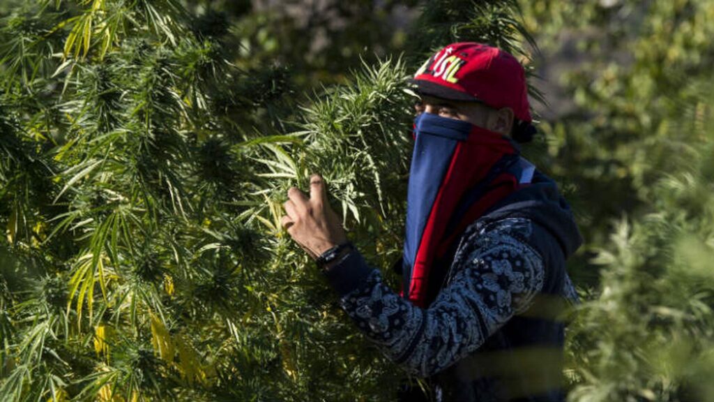 The Controversial Beldia - Moroccan Landrace Beldia Moroccan Landrace Genetics