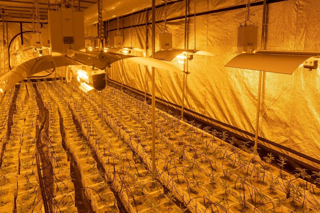 Growing indoors growing weed indoors vs outdoors