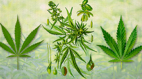 sativa vs indica indica vs sativa