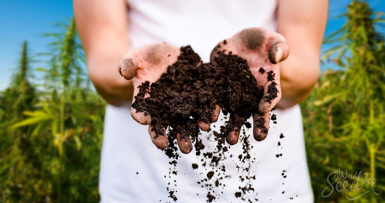 compost tea marijuana compost tea cannabis