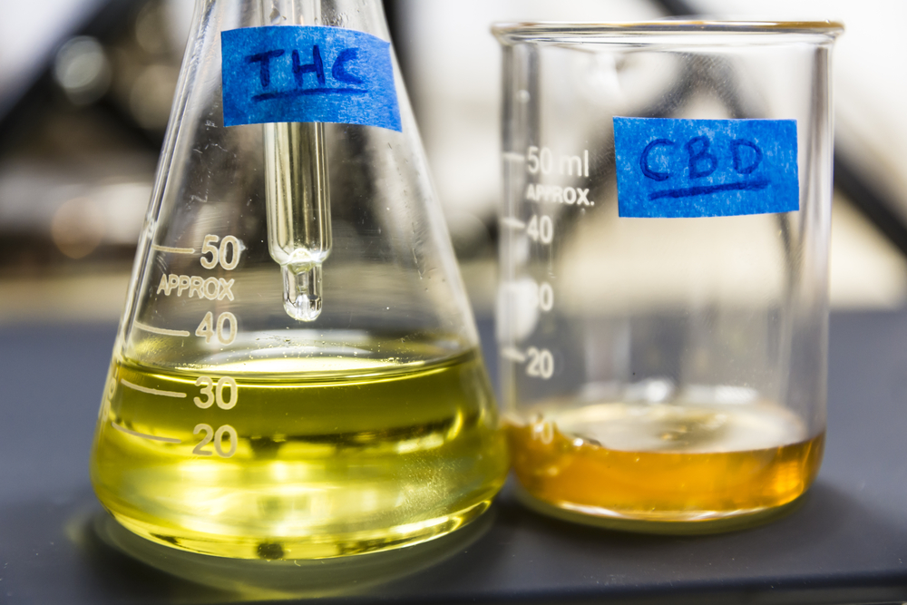 The Differences Between CBD and THC thc vs cbd