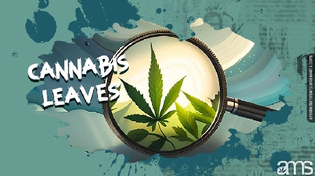 All facts you need to know about cannabis, sugar and fan leaves marijuana cannabis facts