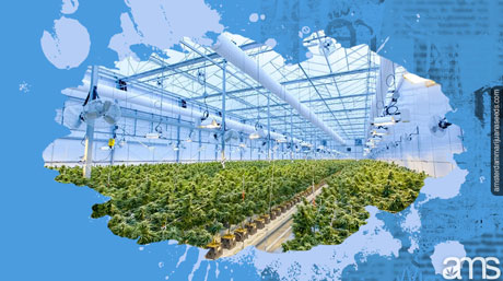 Harvesting Cannabis greenhouse