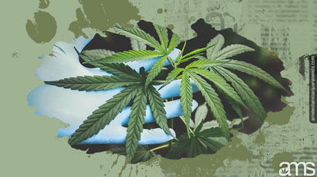 examining cannabis plant leaves Harvesting Cannabis plant