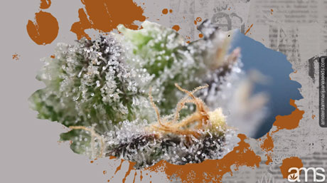 examining trichomes before harvest trichomes