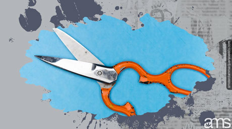 cannabis harvest trimming cannabis trimming scissors