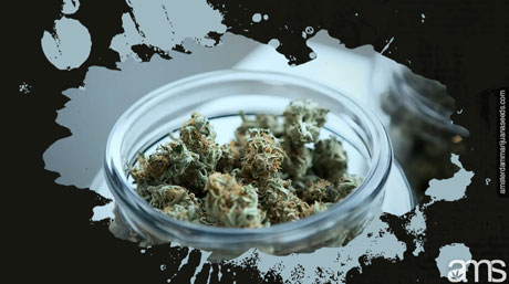 curing weed harvest curing cannabis harvest