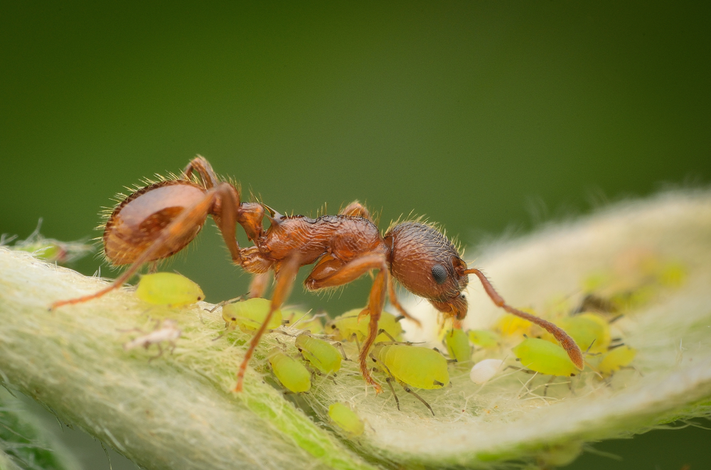 ant aphids 1561374803