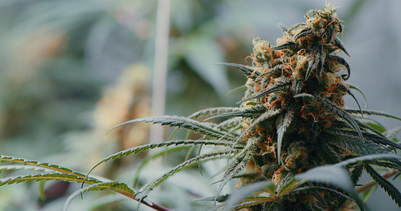 close-up of autoflower cannabis plant showing how to get bigger buds on autoflowers