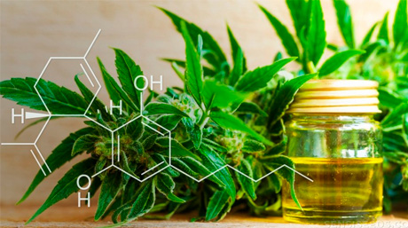CBD cannabidiol