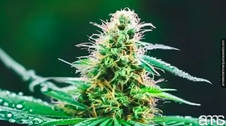 Growing Cannabis in a Wet and Temperate Climate