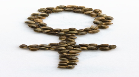 Feminized Seeds Feminized Marijuana Seeds