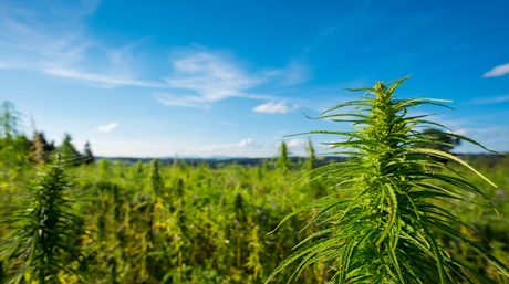 Landrace Cannabis Sativa