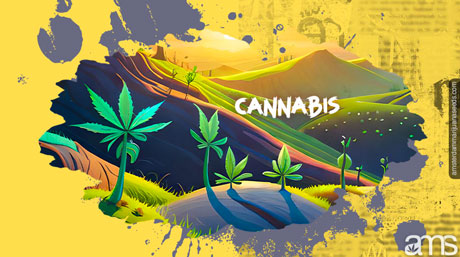 Cannabis Cultivation