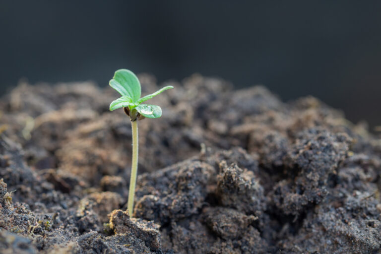 best way germinate weed seeds