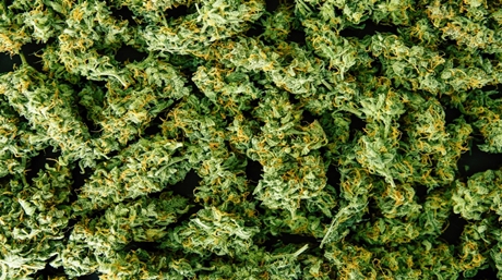 dispensaries reduce drug mortalities