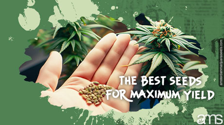 hand holds the best seeds for greenhouse growing