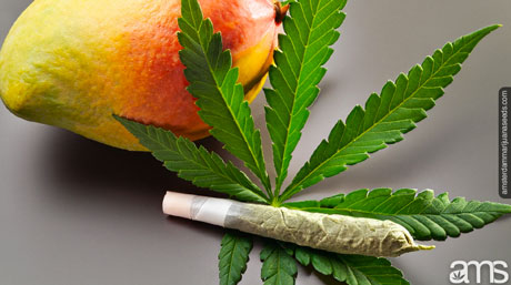 The Mango High: Boost your high with mangoes! Boosting your high with mangos: How and when to do it