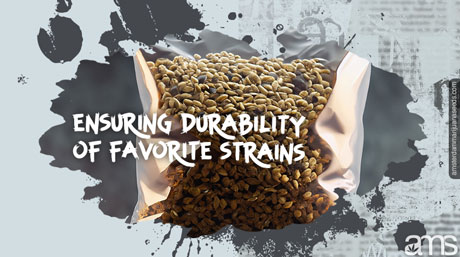Cannabis Seed Storage: Ensuring Durability of Favorite Strains Cannabis Seed Storage Ensuring Durability