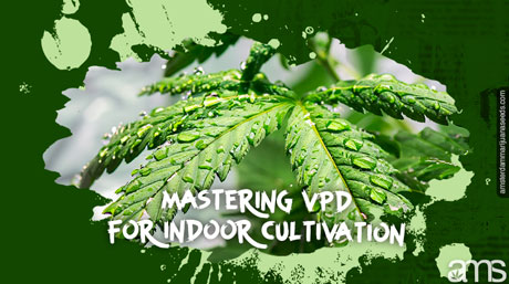 Mastering Vapor-Pressure Deficit VPD for Indoor Cannabis Cultivation marijuana leaf covered with water drops