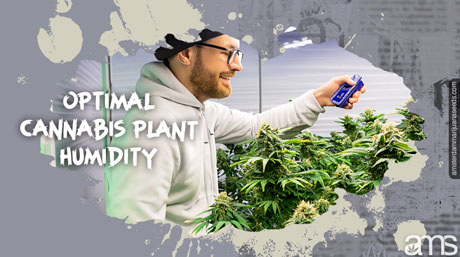 Optimal Cannabis Plant Humidity: Cultivating High-Quality Weed Indoors man measures the humidity in his grow room